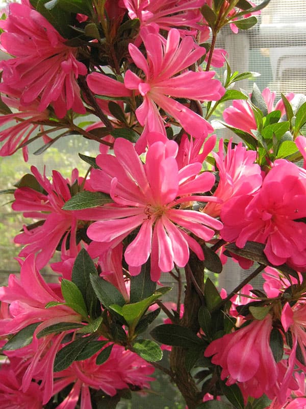 サツキ（皐月）：はなびん　曲付　5号鉢仕立て