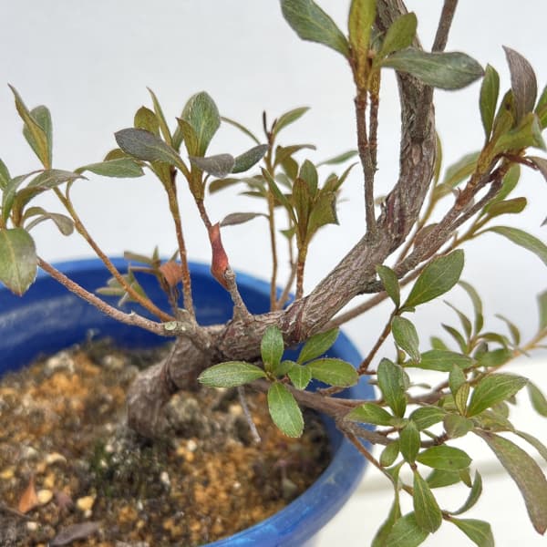 サツキ（皐月）：はなびん　曲付　5号鉢仕立て