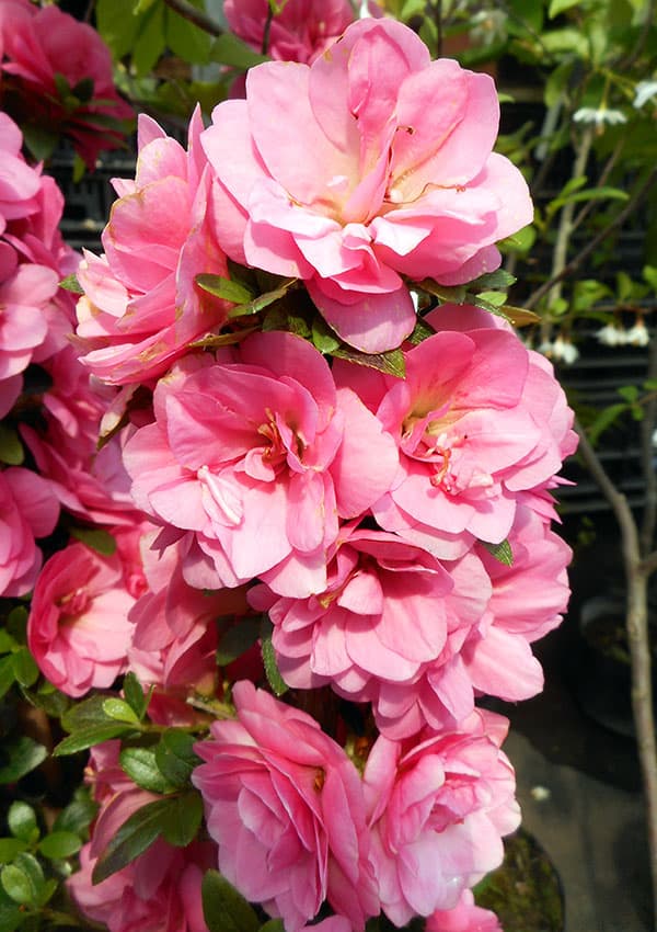 サツキ（皐月）：絹の舞　曲付　5号鉢仕立て