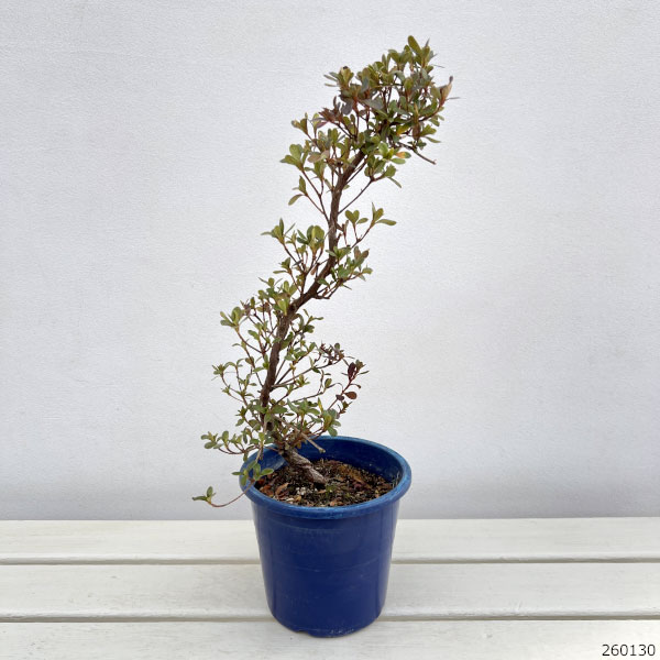 サツキ（皐月）：絹の舞　曲付　5号鉢仕立て