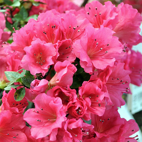 サツキ（皐月）：乙女牡丹　曲付　5号鉢仕立て