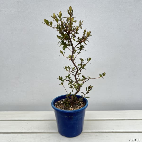 サツキ（皐月）：乙女牡丹　曲付　5号鉢仕立て