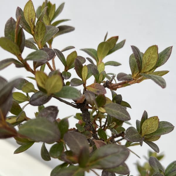 サツキ（皐月）：乙女牡丹　曲付　5号鉢仕立て