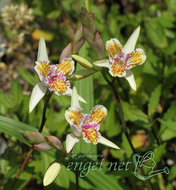 シラン：三蝶咲シラン 黄峰 3号ポット