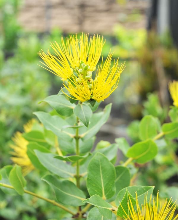 オヒアレフア:黄花3号ポット