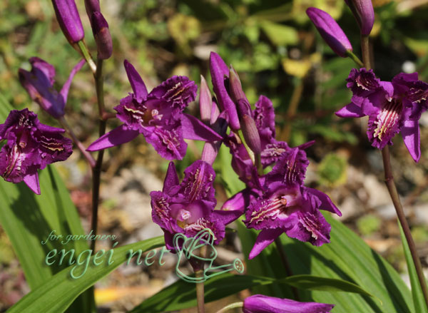 シラン：三蝶咲シラン 恋紫 3号ポット