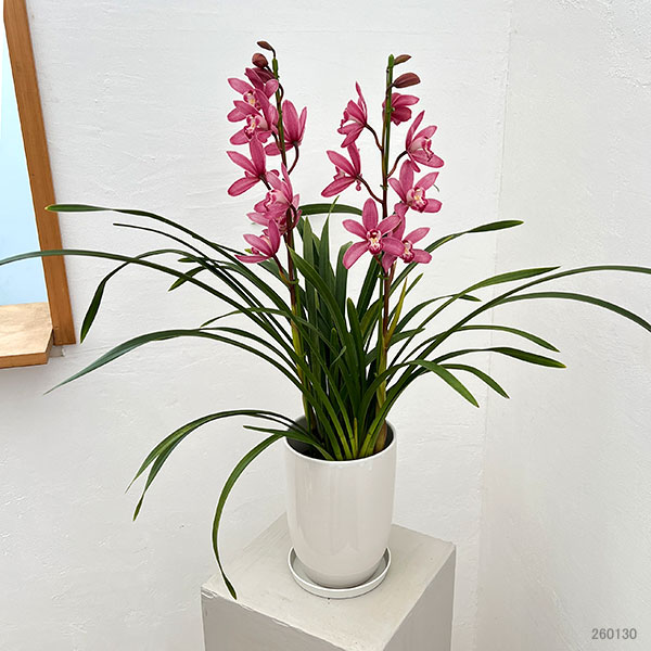 [26年3月中下旬予約]テーブルシンビジウム：ありがとう2本立ち　5号陶器鉢植え（皿付き）*