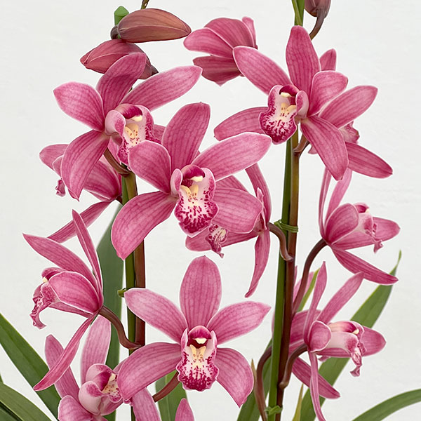 [26年3月中下旬予約]テーブルシンビジウム：ありがとう2本立ち　5号陶器鉢植え（皿付き）*