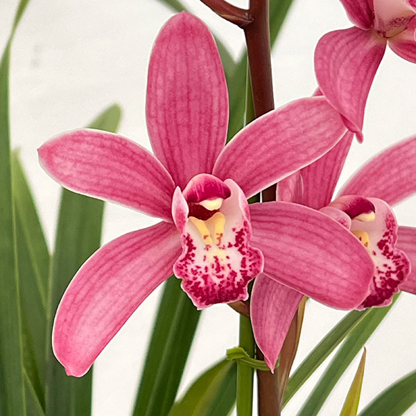 [26年3月中下旬予約]テーブルシンビジウム：ありがとう2本立ち　5号陶器鉢植え（皿付き）*