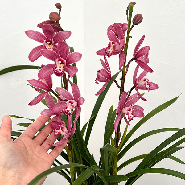 [26年3月中下旬予約]テーブルシンビジウム：ありがとう2本立ち　5号陶器鉢植え（皿付き）*