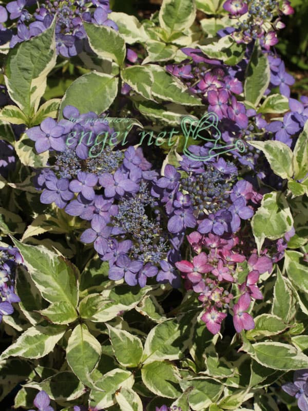 ヤマアジサイ：名残雪（ナゴリユキ）3号ポット