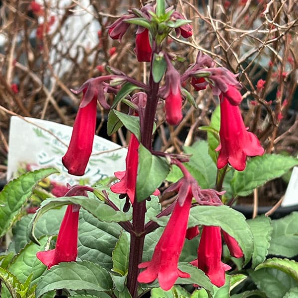 フィゲリウス:カラーバーストディープレッド3.5号ポット