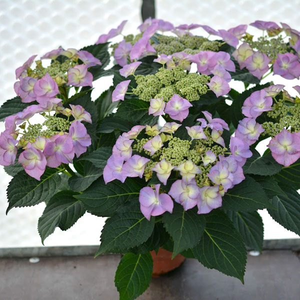 [26年2月中下旬予約]アジサイ：ティファニー3.5号ポット