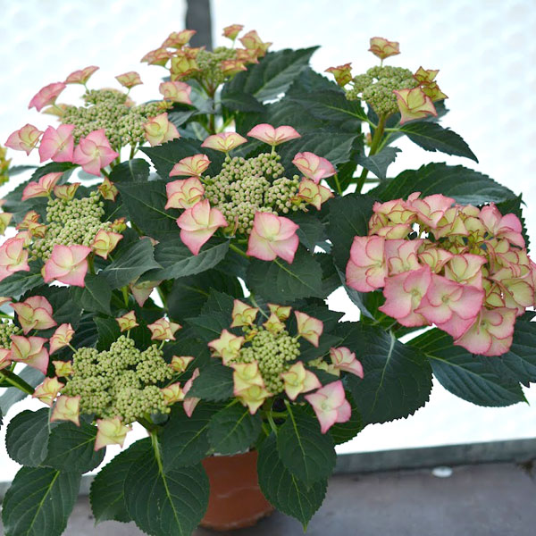 [26年2月中下旬予約]アジサイ：ティファニー3.5号ポット