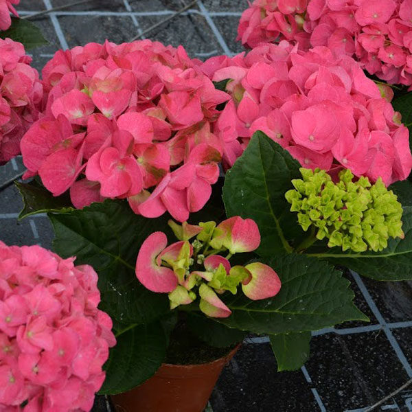 [26年2月中下旬予約]アジサイ：ジップ3.5号ポット