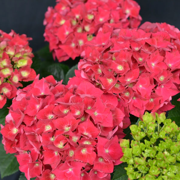 [26年2月中下旬予約]アジサイ：スピーディレッド3.5号ポット