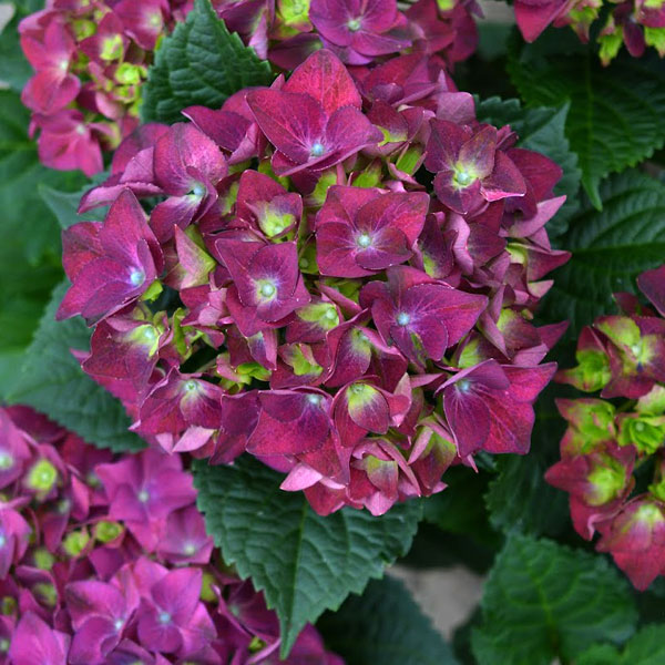 [26年2月中下旬予約]アジサイ：スピーディレッド3.5号ポット