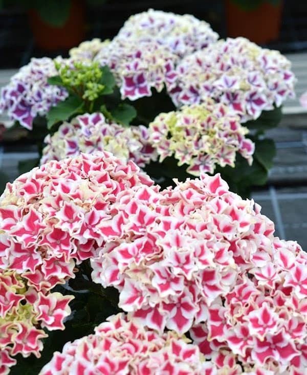 [26年2月中下旬予約]アジサイ：キャンディーハート3.5号ポット