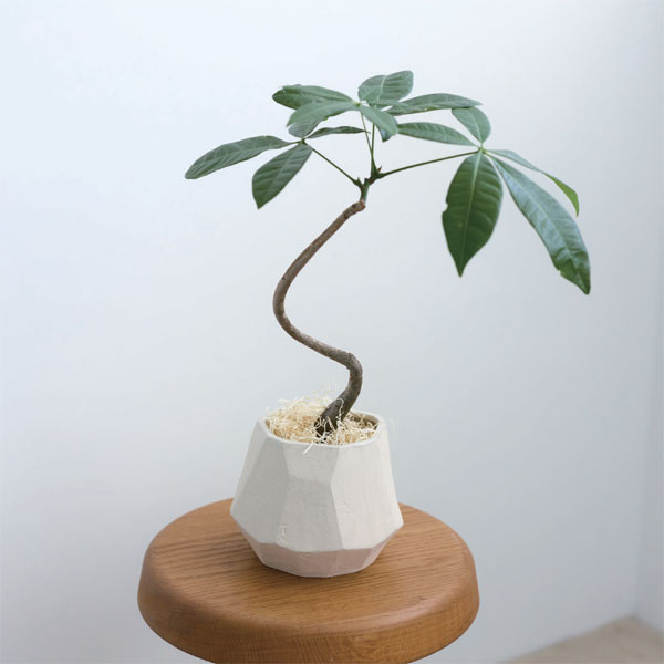 プリスカ20（直径20.5cm）（底穴なし）12004