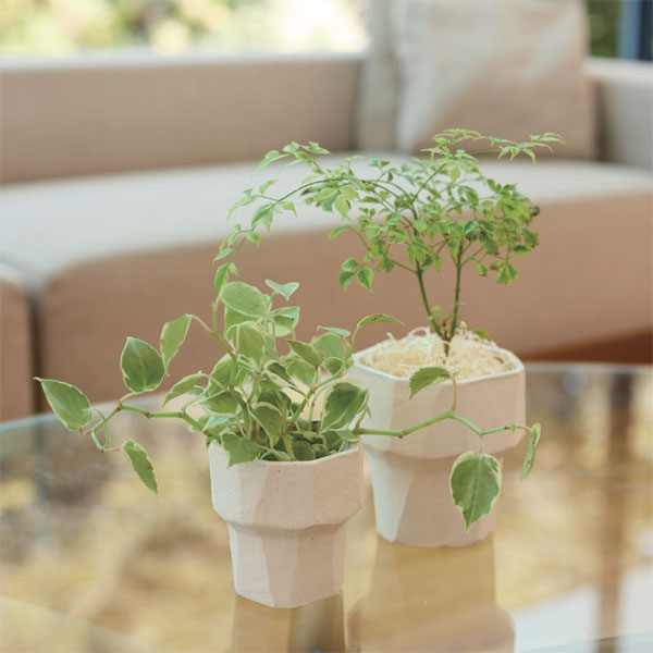 フリート11(直径11cm)(底穴なし)12001