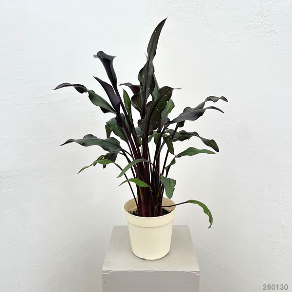 カラー：ブラック系5号鉢植え*