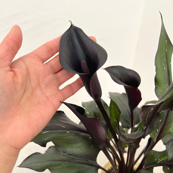 カラー：ブラック系5号鉢植え*