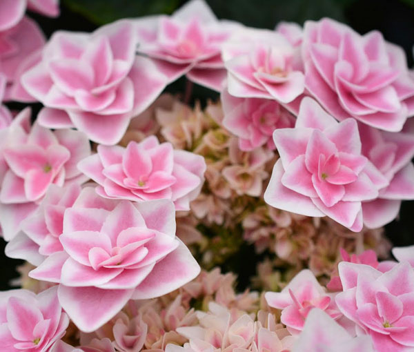 [26年2月中下旬予約]アジサイ：スターダスト3.5号ポット