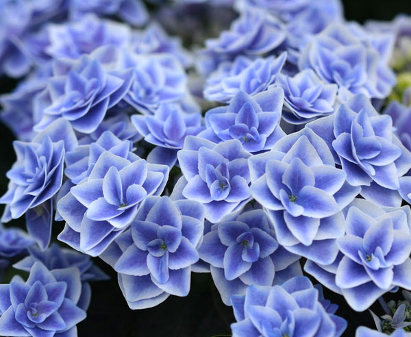 [26年2月中下旬予約]アジサイ：スターダスト3.5号ポット