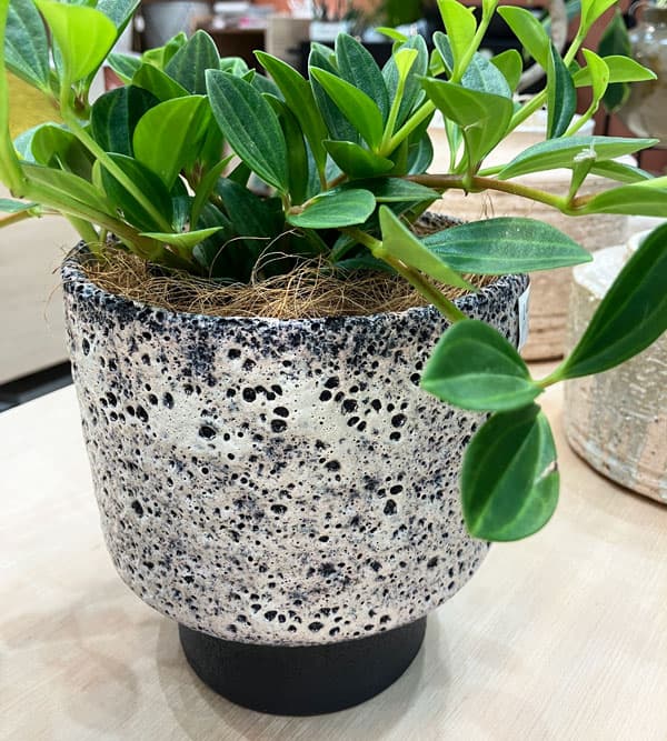 アリアネKD15(直径15cm)(底穴なし)14020