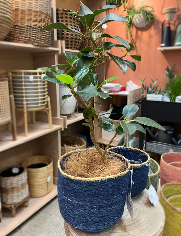 シーグラスポット12P（直径約12cm）ピンク／39083