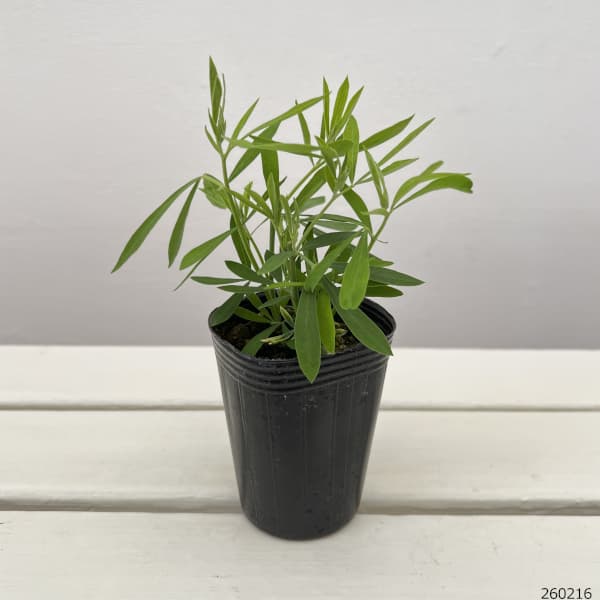 ロータス：ブラックムーニー2.5号ポット