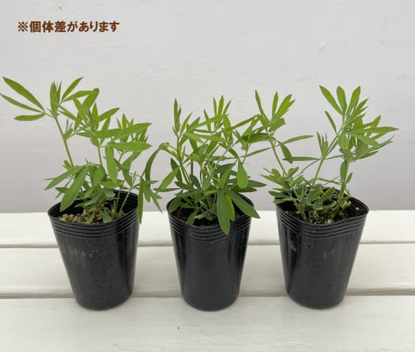 ロータス：ブラックムーニー2.5号ポット