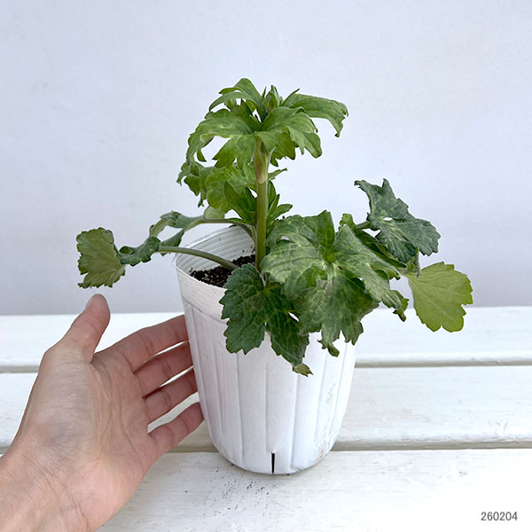 ラナンキュラス：サラセレネ　フォテノース3.5-4号ポット