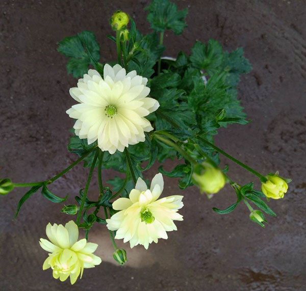 ラナンキュラス:サラセレネ フォテノース3.5-4号ポット