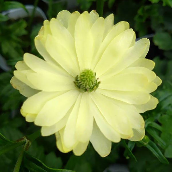 ラナンキュラス:サラセレネ フォテノース3.5-4号ポット