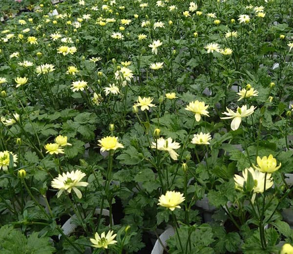 ラナンキュラス:サラセレネ フォテノース3.5-4号ポット