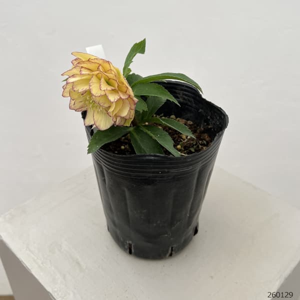 曽田園芸さんのクリスマスローズ：26-01多弁系ダブル4号ロングポット【現品販売】