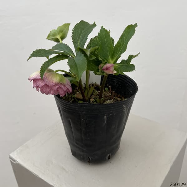 曽田園芸さんのクリスマスローズ：26-07多弁系ダブル4号ロングポット【現品販売】