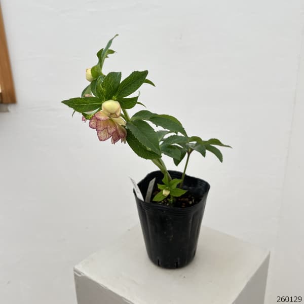 曽田園芸さんのクリスマスローズ：26-03多弁系ダブル4号ロングポット【現品販売】