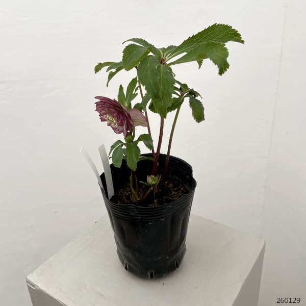 曽田園芸さんのクリスマスローズ：26-04多弁系ダブル4号ロングポット【現品販売】