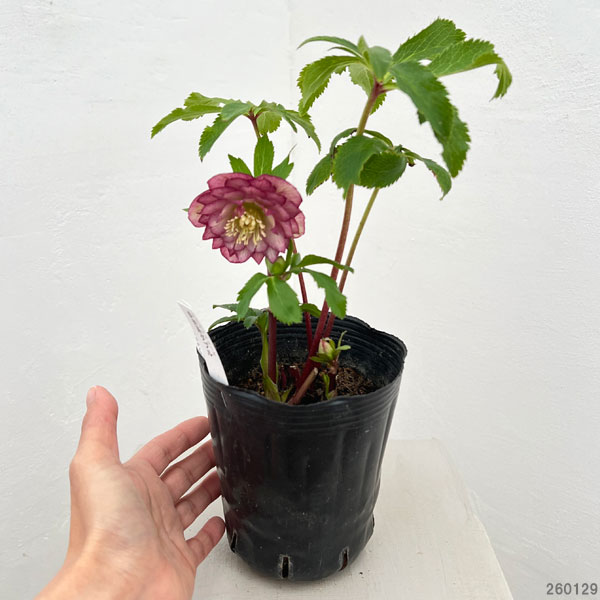 曽田園芸さんのクリスマスローズ：26-04多弁系ダブル4号ロングポット【現品販売】（開花終了株）
