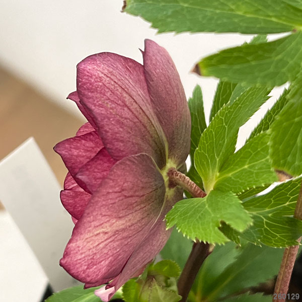 曽田園芸さんのクリスマスローズ：26-04多弁系ダブル4号ロングポット【現品販売】（開花終了株）