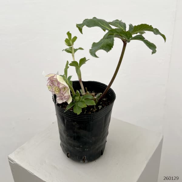 曽田園芸さんのクリスマスローズ：26-05多弁系ダブル4号ロングポット【現品販売】