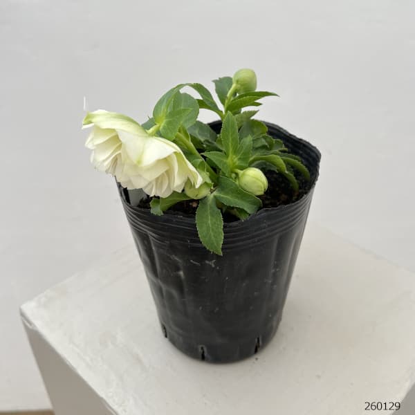 曽田園芸さんのクリスマスローズ：26-06多弁系ダブル4号ロングポット【現品販売】