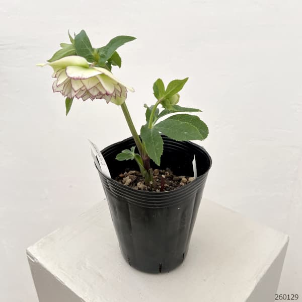 曽田園芸さんのクリスマスローズ：26-08多弁系ダブル4号ロングポット【現品販売】