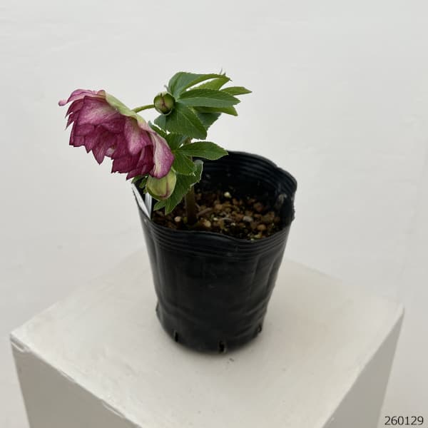 曽田園芸さんのクリスマスローズ：26-10多弁系ダブル4号ロングポット【現品販売】