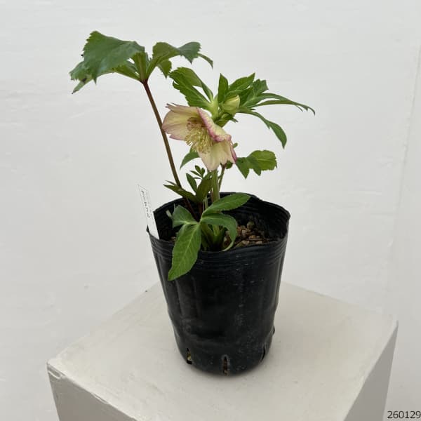 曽田園芸さんのクリスマスローズ：26-11セミダブル4号ロングポット【現品販売】