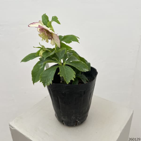 曽田園芸さんのクリスマスローズ：26-12セミダブル4号ロングポット【現品販売】