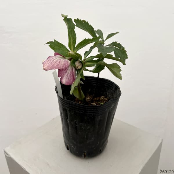 曽田園芸さんのクリスマスローズ：26-13セミダブル4号ロングポット【現品販売】