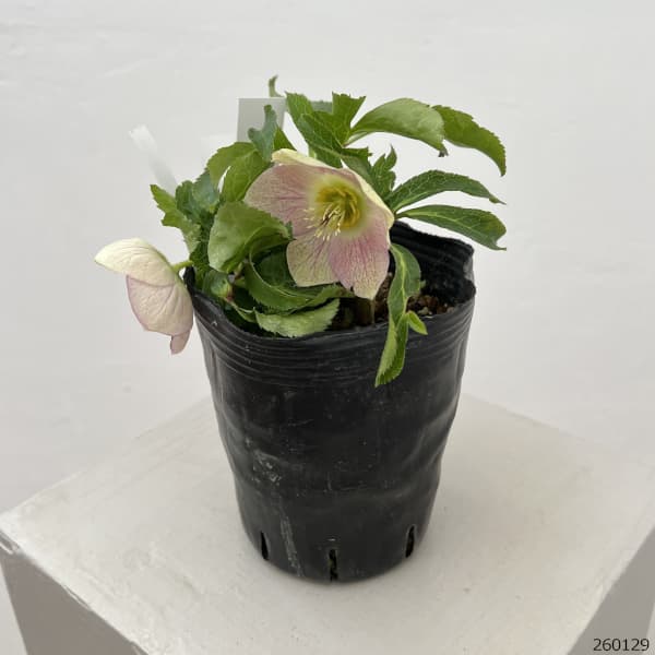 曽田園芸さんのクリスマスローズ：26-14姫小町シングル4号ロングポット【現品販売】